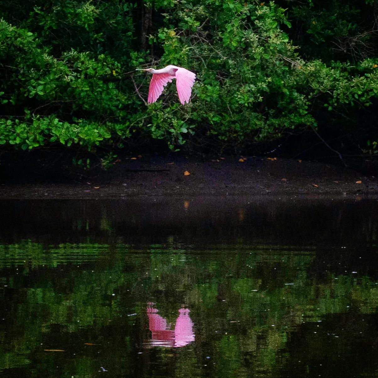 Pantanal Fluminense (APA)